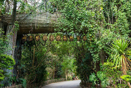 西雙版納原始森林公園1